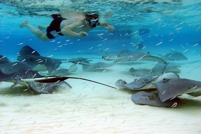 Starfish Point, Stingray City & Coral Garden (3-STOP Adventure) - Quick facts before you book