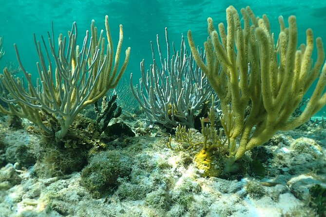 Starfish Point, Stingray City & Coral Garden (3-STOP Adventure) - Coral Gardens: a first open-water snorkel