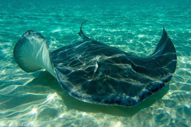 Starfish Point, Stingray City-Sandbar & Coral Gardens - Key things to know before booking