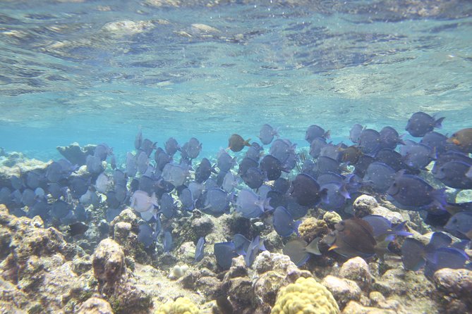 Starfish Point, Stingray City-Sandbar & Coral Gardens - Getting from the cruise port to Safehaven Marina