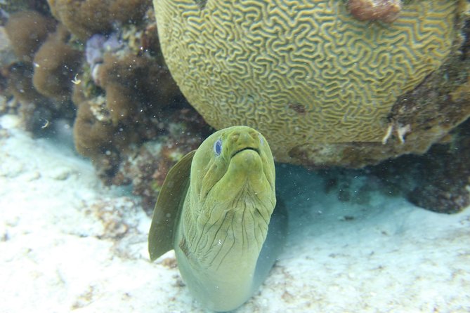 Starfish Point, Stingray City-Sandbar & Coral Gardens - Starfish Point: a quiet final stop