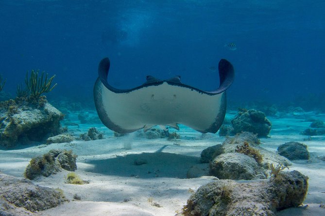 Starfish Point, Stingray City-Sandbar & Coral Gardens - Timing, group size, and what the morning feels like