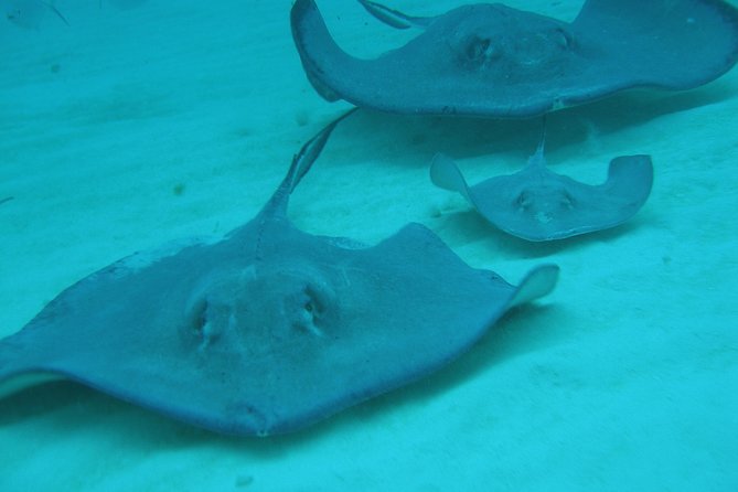 Starfish Point, Stingray City-Sandbar & Coral Gardens - What to bring and what not to expect