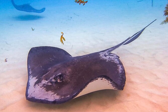 Stingray City and Seven Mile Beach Adventure Tour - Key points to know before booking