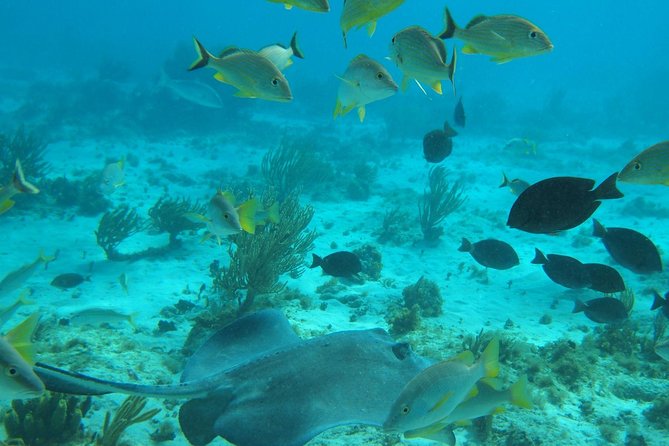 Stingray City and Snorkel Tour With Lunch - Riding out to Stingray City