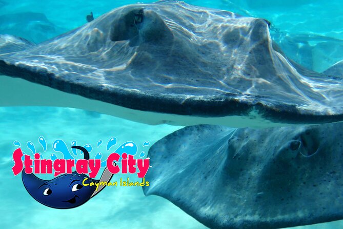 Stingray City and Starfish Experience with Coral Reef Snorkeling - Who will enjoy this Cayman excursion most?