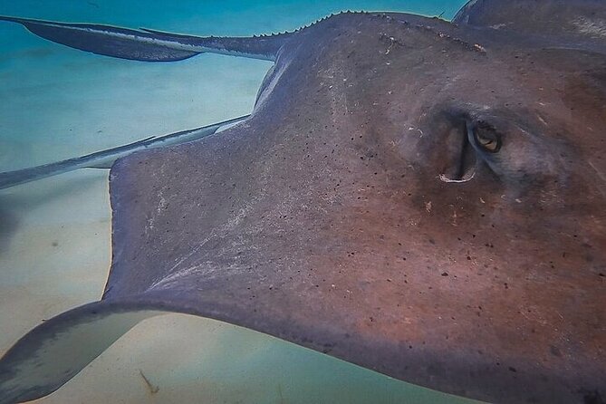 Stingray City Catamaran Sunset Tour - How the $59 price holds up