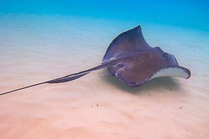 Stingray City Catamaran Sunset Tour - My practical tips for a smoother outing