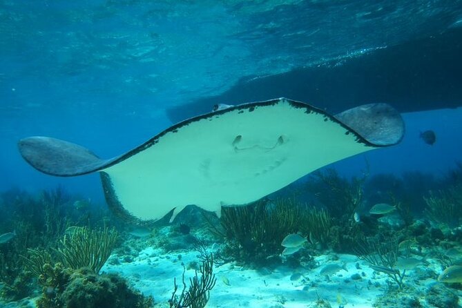Stingray City Experience Plus One Snorkeling Stop - A cabin cruiser and a maximum of 48 people