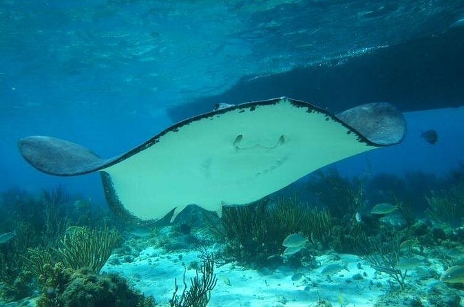 Stingray City Experience Plus One Snorkeling Stop - How the timing works for hotel and cruise-port pickup