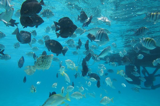 Stingray City Experience Plus One Snorkeling Stop - What the crew adds to the sandbar visit