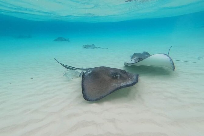 Stingray City Experience Plus Two Snorkeling spots Private Boat - The guides make or break the outing