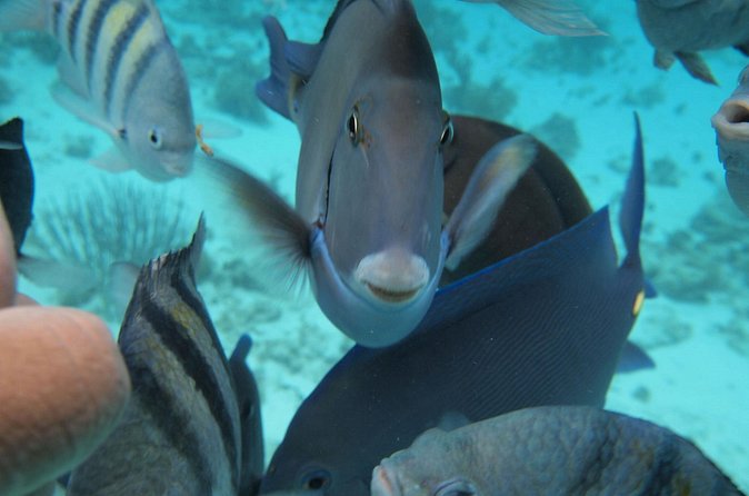 Stingray City Experience Plus Two Snorkeling Stops on Grand Cayman - What the boat ride and group size mean