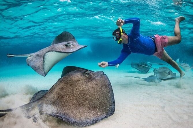 Stingray City Sandbar, Coral Gardens Snorkeling & Star Fish Point - Why Stingray City is the highlight