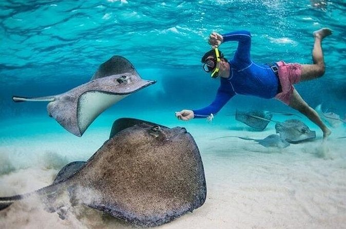Stingray City Sandbar, Coral Gardens Snorkeling & Star Fish Point - Safety and animal handling