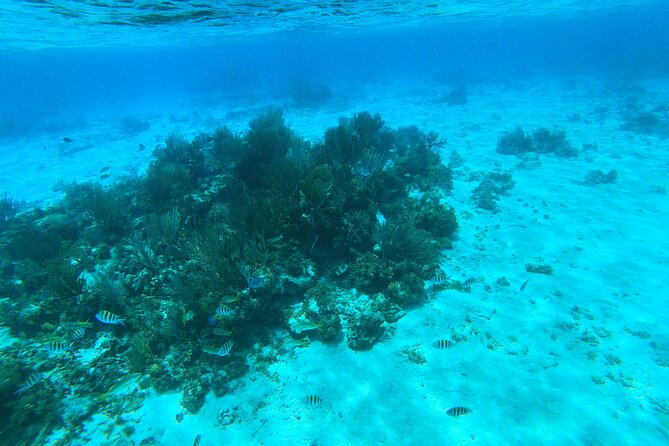Stingray City, Star fish Point and Snorkeling Private Boat Tour - Who will enjoy this four-hour outing most