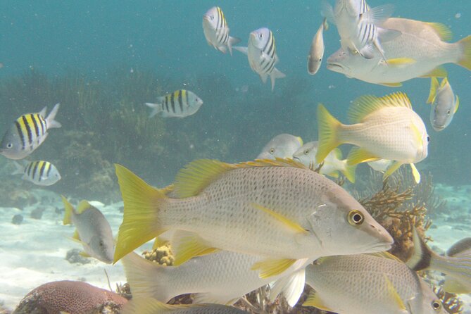 Stingray Sandbar, Snorkeling, and Starfish Point - Meeting at Yacht Drive and getting on the water