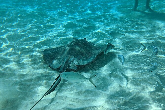 Stingray Sandbar, Snorkeling, and Starfish Point - Coral Gardens, 35 minutes above a shallow reef
