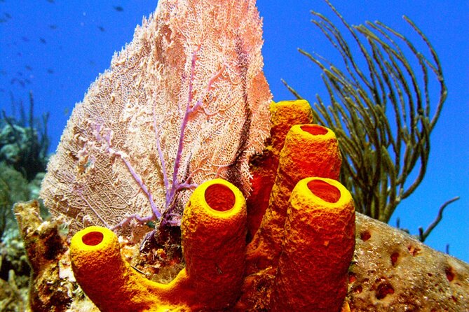 Stingray Sandbar, Snorkeling, and Starfish Point - Crowds, comfort, and the limits of a small boat