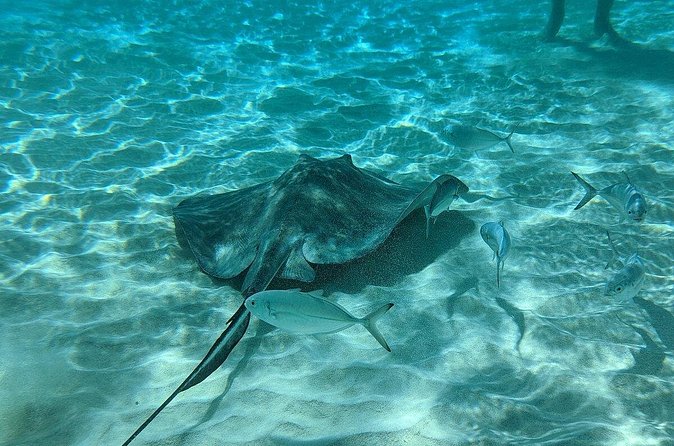 Stingray Sandbar, Snorkeling, and Starfish Point - Who will enjoy this tour most