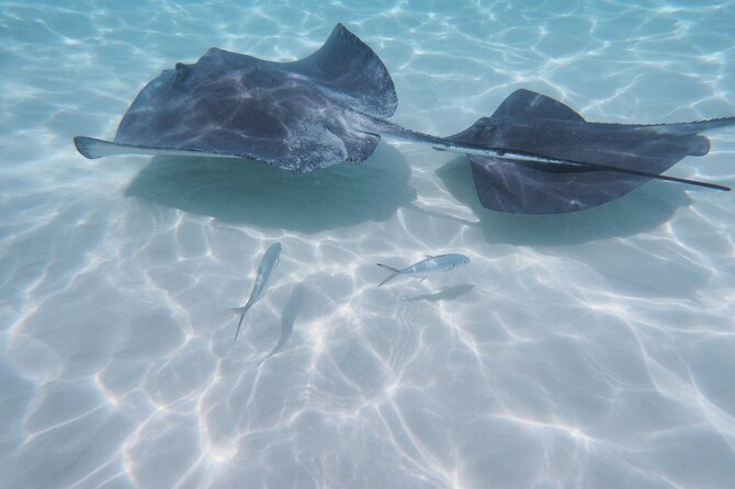 A southern stingray gliding over white sand in shallow turquoise water