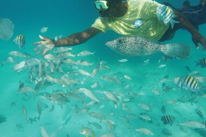 Stingrays, Starfish and Snorkeling Tour - Snorkeling at Coral Gardens or the Barrier Reef