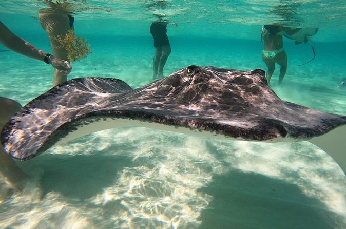 Sunrise at Stingray City, Private Tour - Why sunrise changes Stingray City
